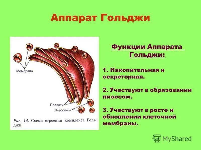 Комплекс строение и функции. Функции аппарата гольджи в клетке. аппарат гольджи в клетке структура функции. аппарат комплекс гольджи строение и функции кратко. комплекс гольджи пластинчатый аппарат.