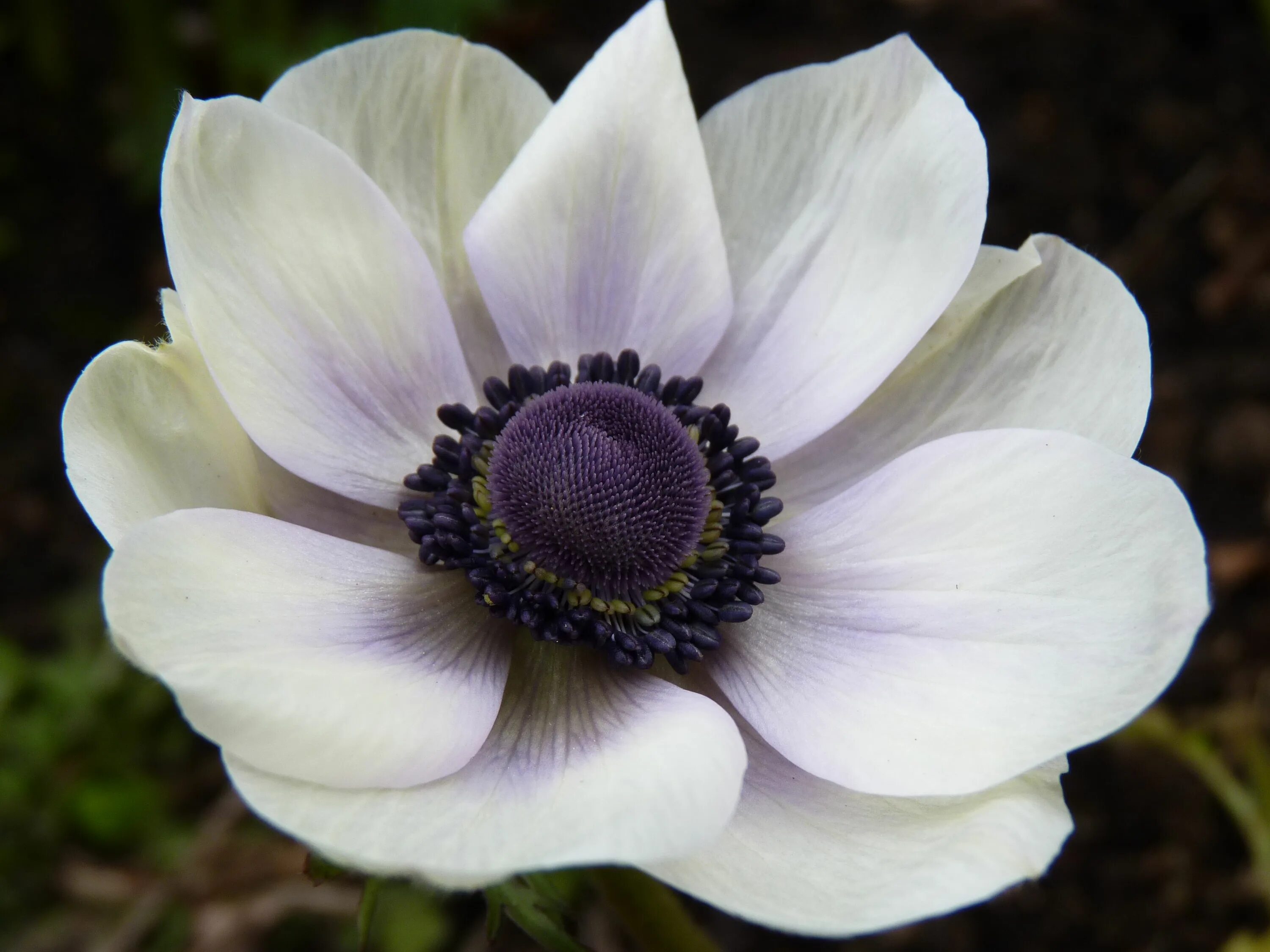 Анемона ветреница. Анемона корончатая (Anemone coronaria). Анемона белая. Анемон ветреница.