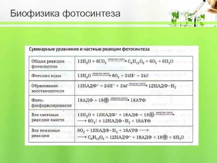 Таблица реакции фотосинтеза