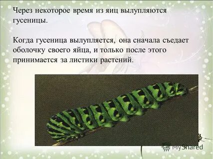 Рассказ гусеница