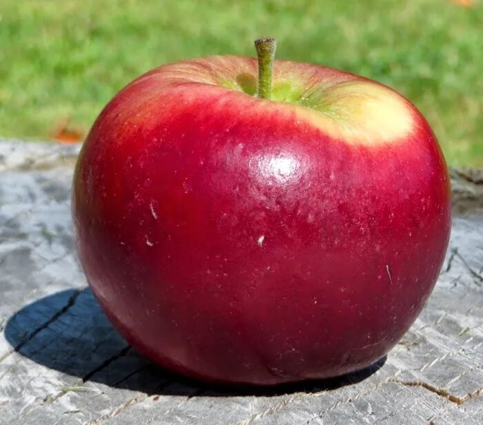 Сорт крупных яблок. Редфри сорт яблони. Яблоня ред кетти.