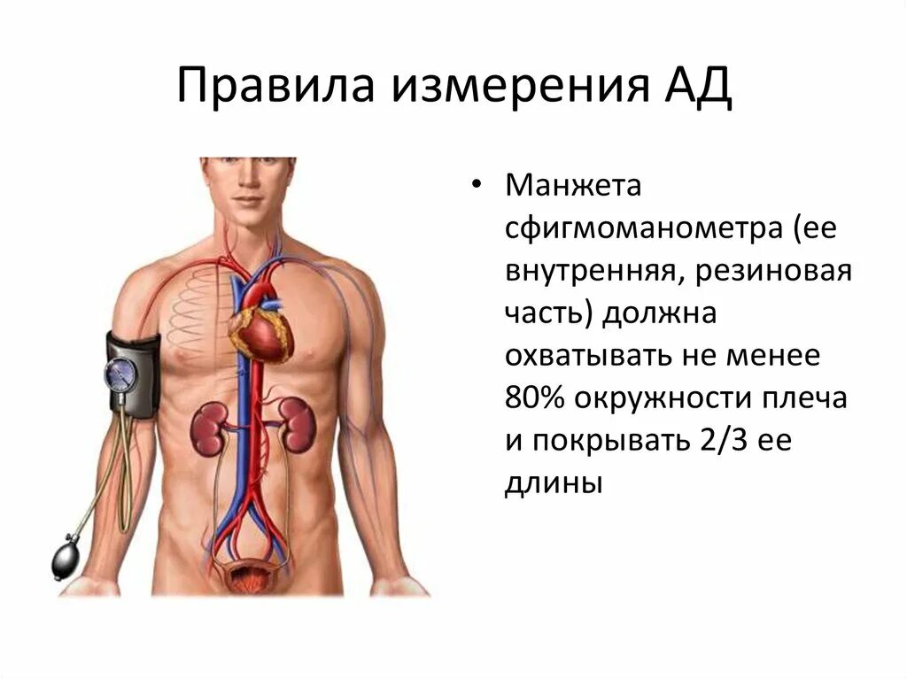 Хронические заболевания давление. Сердце давление. Гипертония. Сердечная и почечная артериальная гипертензия. Почки регулируют артериальное давление.