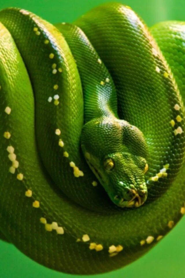 Какие бывают зеленые. Изумрудный питон. Изумрудный питон ядовитый. Змея питон зеленый. Змея изумрудный питон.