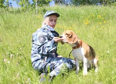 Собака пермского края