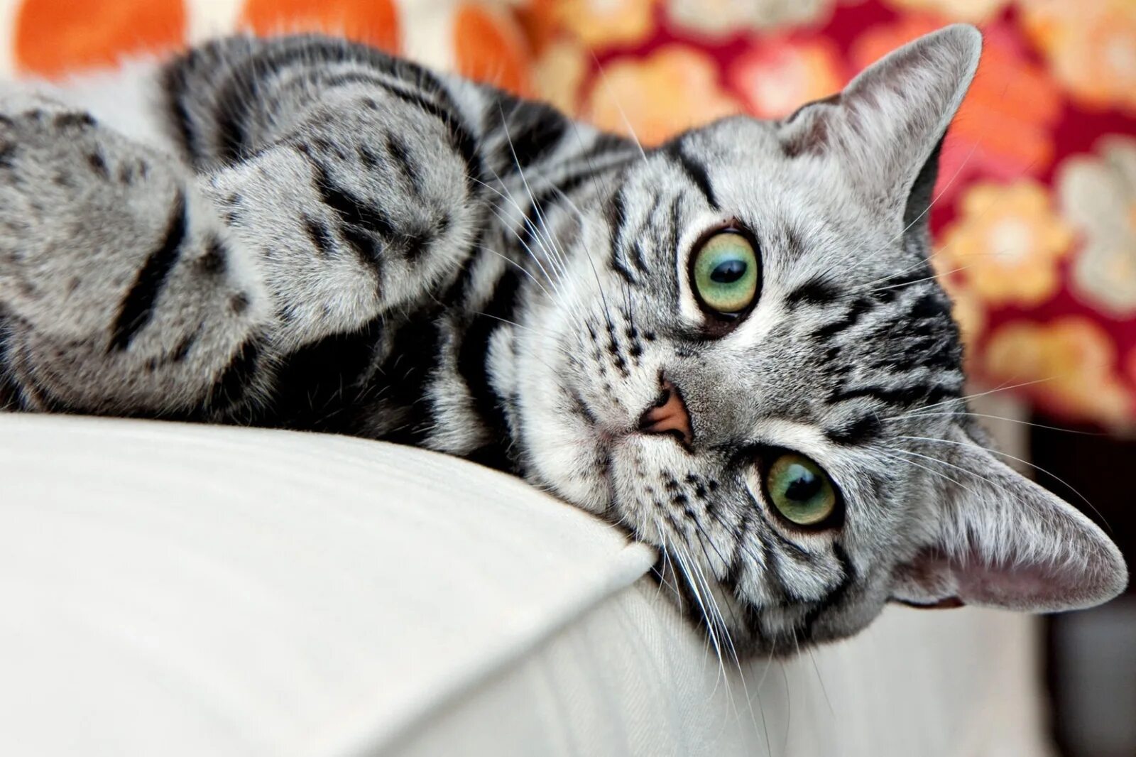 Красивые коты и кошки