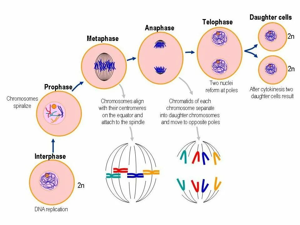 Mitosis. Деление клетки митоз. Mitosis Division. Mitosis process.