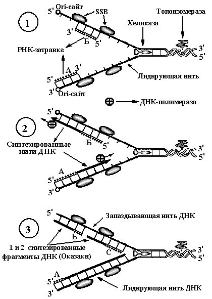 Схема элонгации репликации. Элонгация ДНК схема. РНК затравка в репликации. Схема репликации ДНК на стадии элонгации.