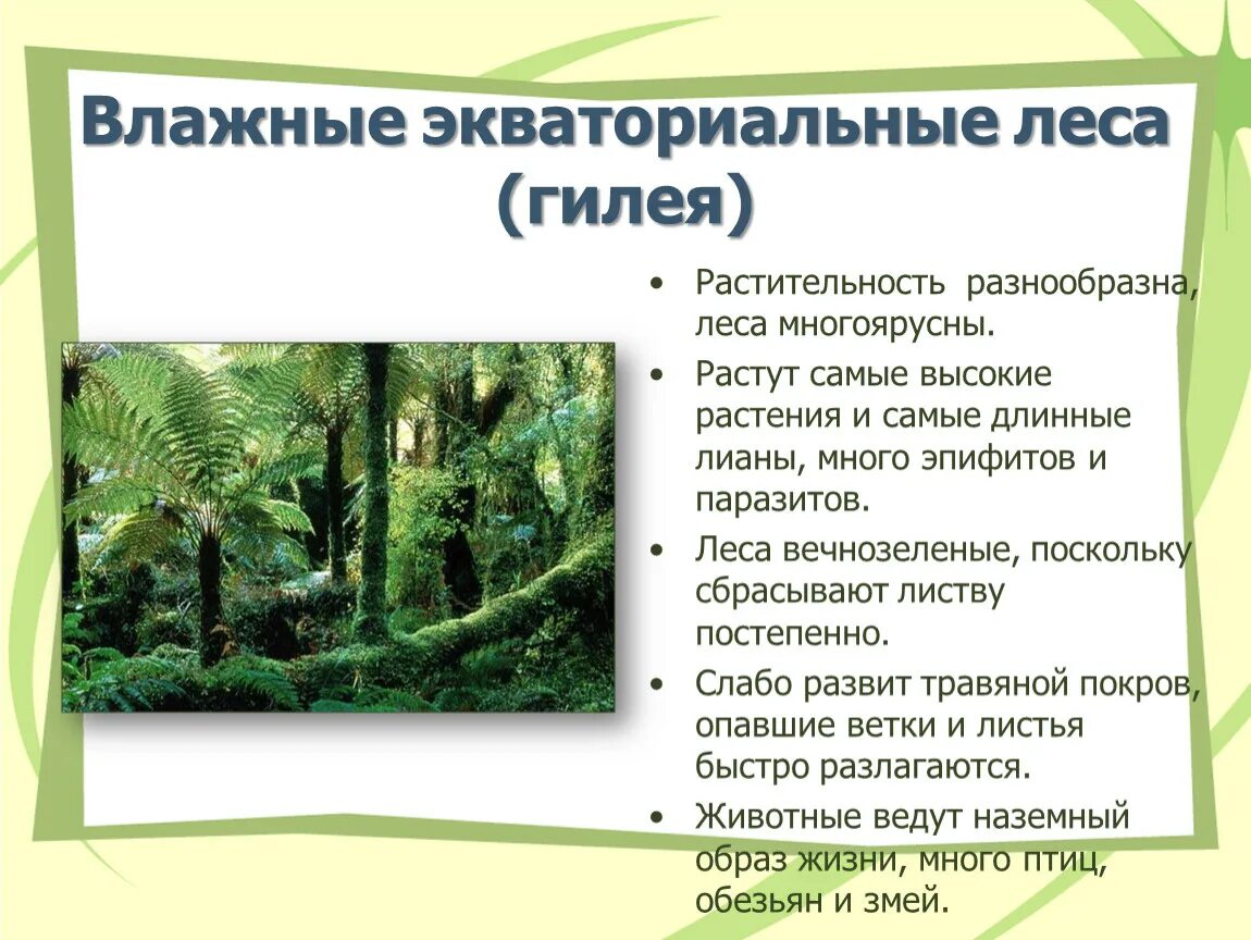 Природная зона влажные экваториальные леса особенности климата. Гилея в Африке. Влажные экваториальные леса Гилея. Влажные экваториальные леса Африки Гилея. Влажные экваториальные леса Гилея растительность.