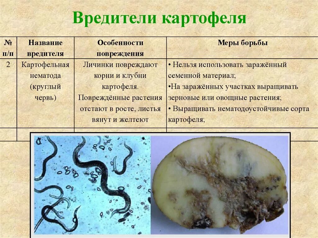 БОРЬБА С НЕМАТОДОЙ КАРТОФЕЛЯ И КЛУБНИКИ - Новости - Блог