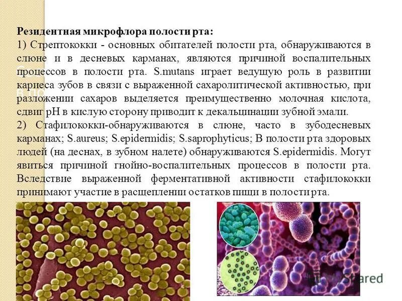 Микроорганизмы резидентной микрофлоры. Микроорганизмы резидентной микрофлоры