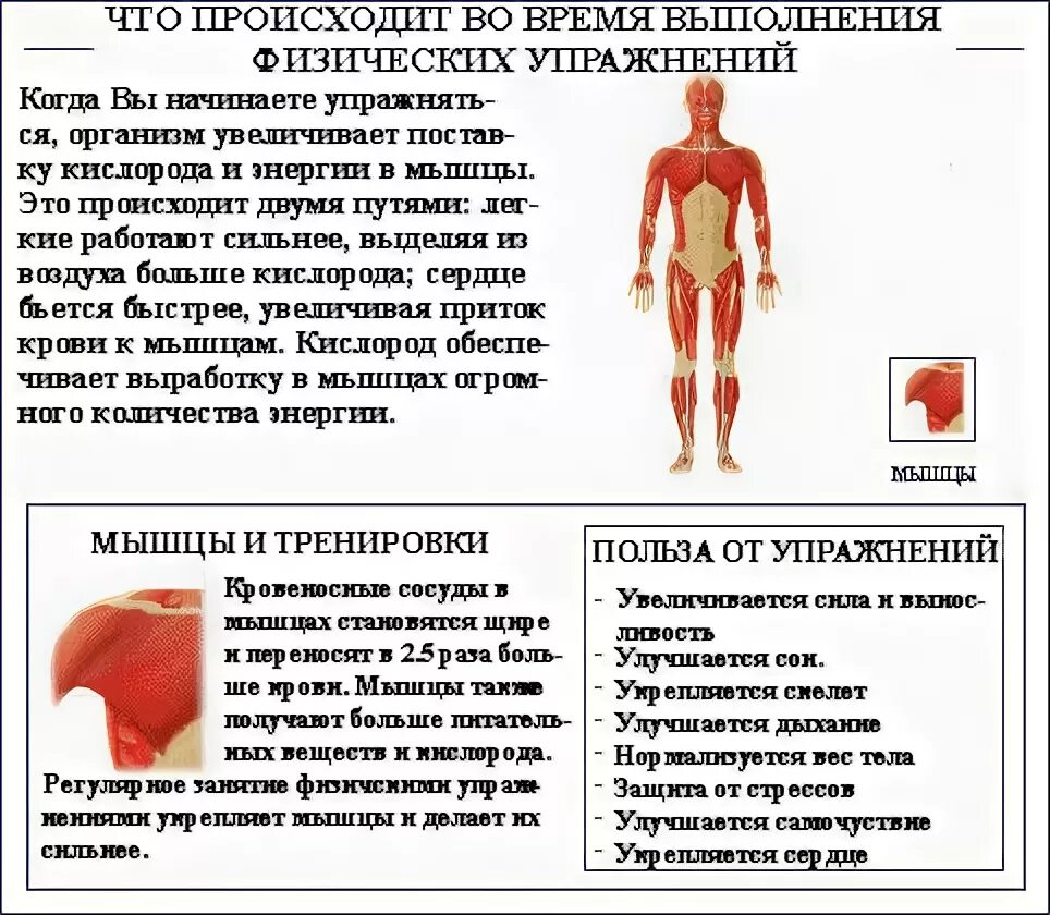 Мышцы после физических нагрузок. Что происходит с организмом после тренировки. Изменение мышц при тренировке. Что происходит с мышцами во время тренировки. Что происходит с мышцами после упражнений.