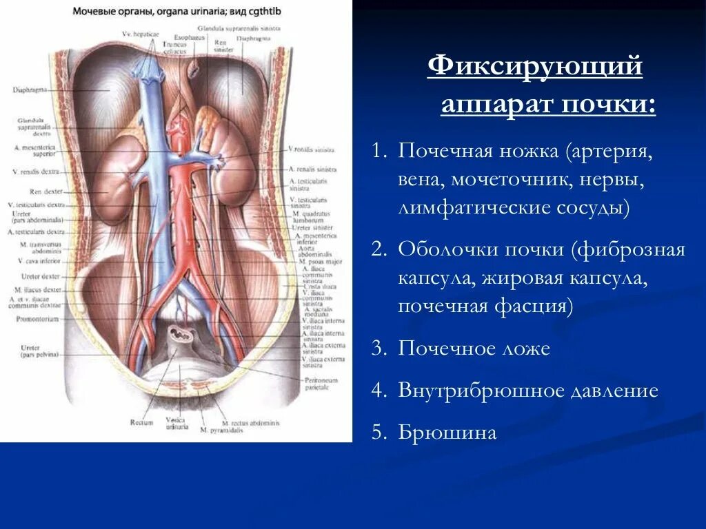 мочеточник латынь