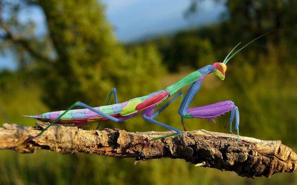 Крупный богомол. Богомол Creobroter meleagris. Жук богомол. Малазийский орхидейный богомол. Ischnomantis Gigas богомол.