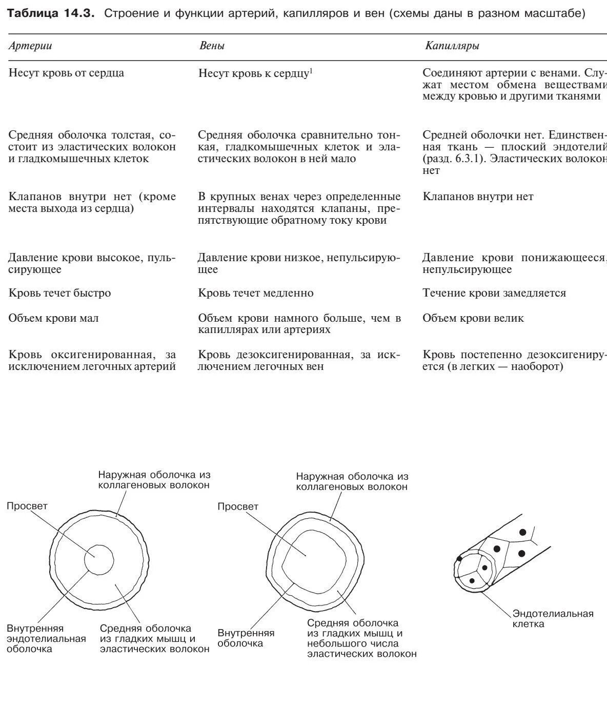 Капилляры классификация строение и функции. Функции капилляров таблица. строение и функции сосудов таблица. функции артерий вен и капилляров.