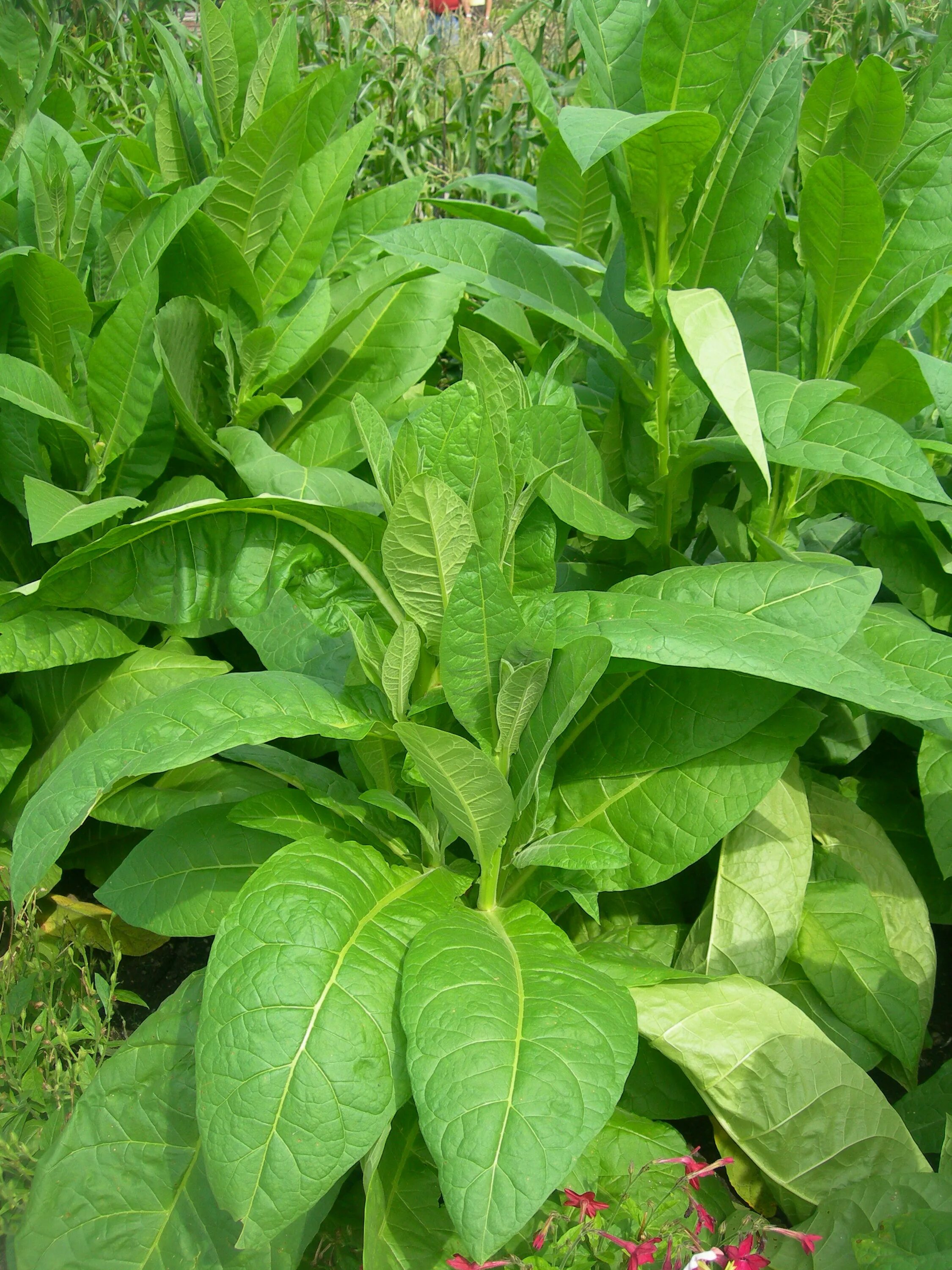 Растение Nicotiana tabacum. Табак махорка. Табак махорка растение. Табак махорка (Nicotiana Rustica l.).