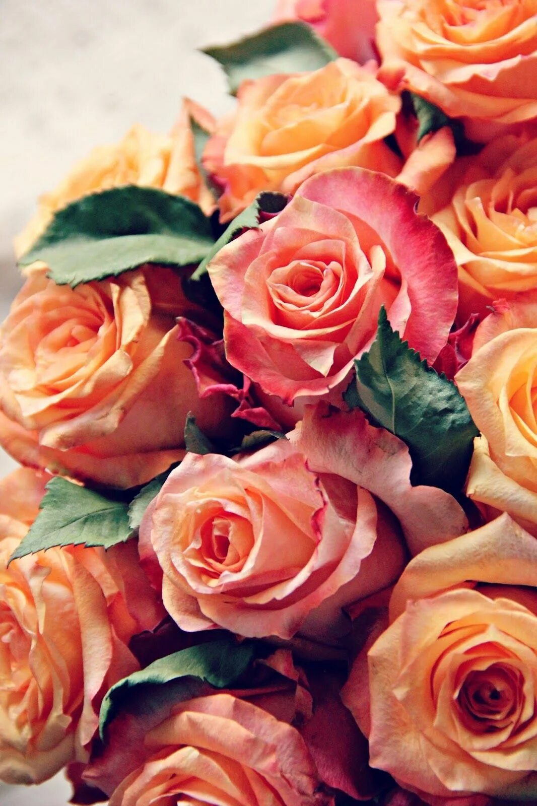 Яркие розы. Розы вертикальные. Шикарные яркие розы. Розы на телефон вертикальные