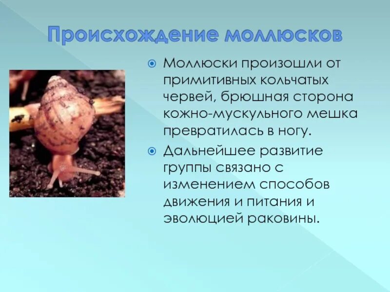 Доказательства моллюсков