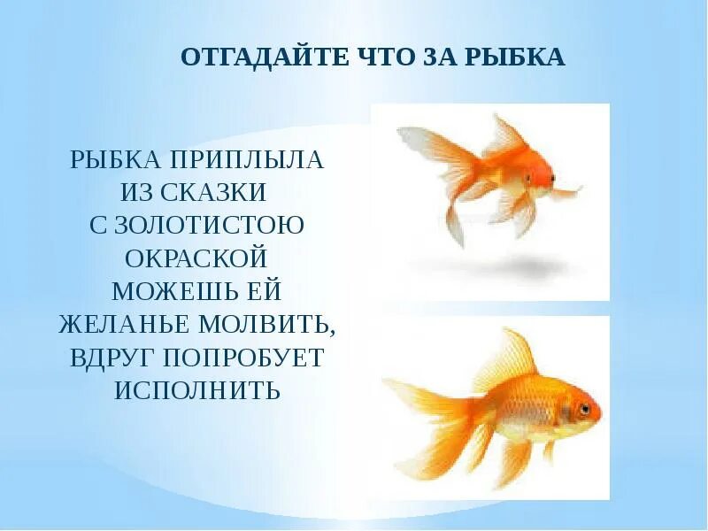 Аквариум и его обитатели презентация. Обитатели аквариума сообщение. Проект на тему аквариум и его обитатели. Сообщение аквариум и его обитатели.