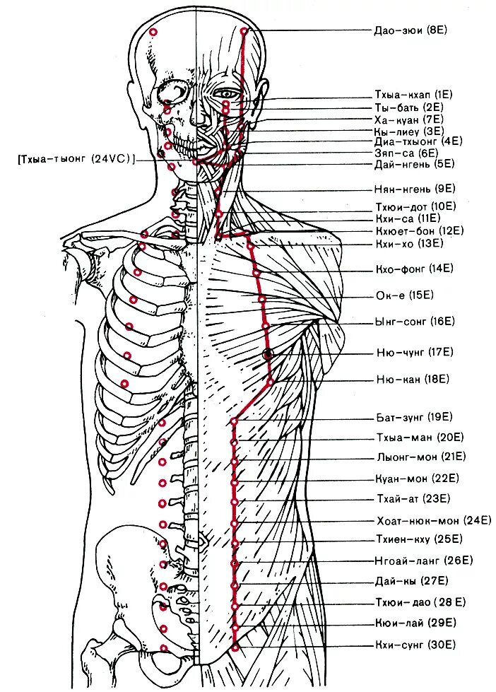 меридиан желудка биологически активные точки. меридиан желудка топография акупунктурных точек. проекция желудка на ладони. меридиан желудка внутренний ход. су-джок стопы органы.