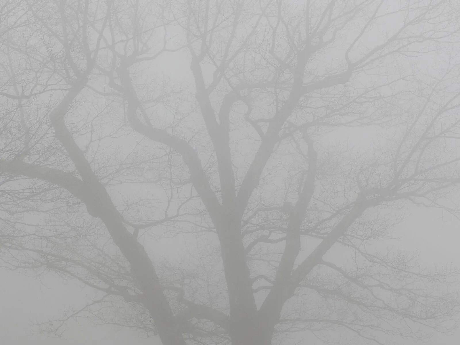 Ветвь туманного дерева