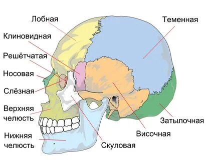 Анатомические особенности черепной коробки 