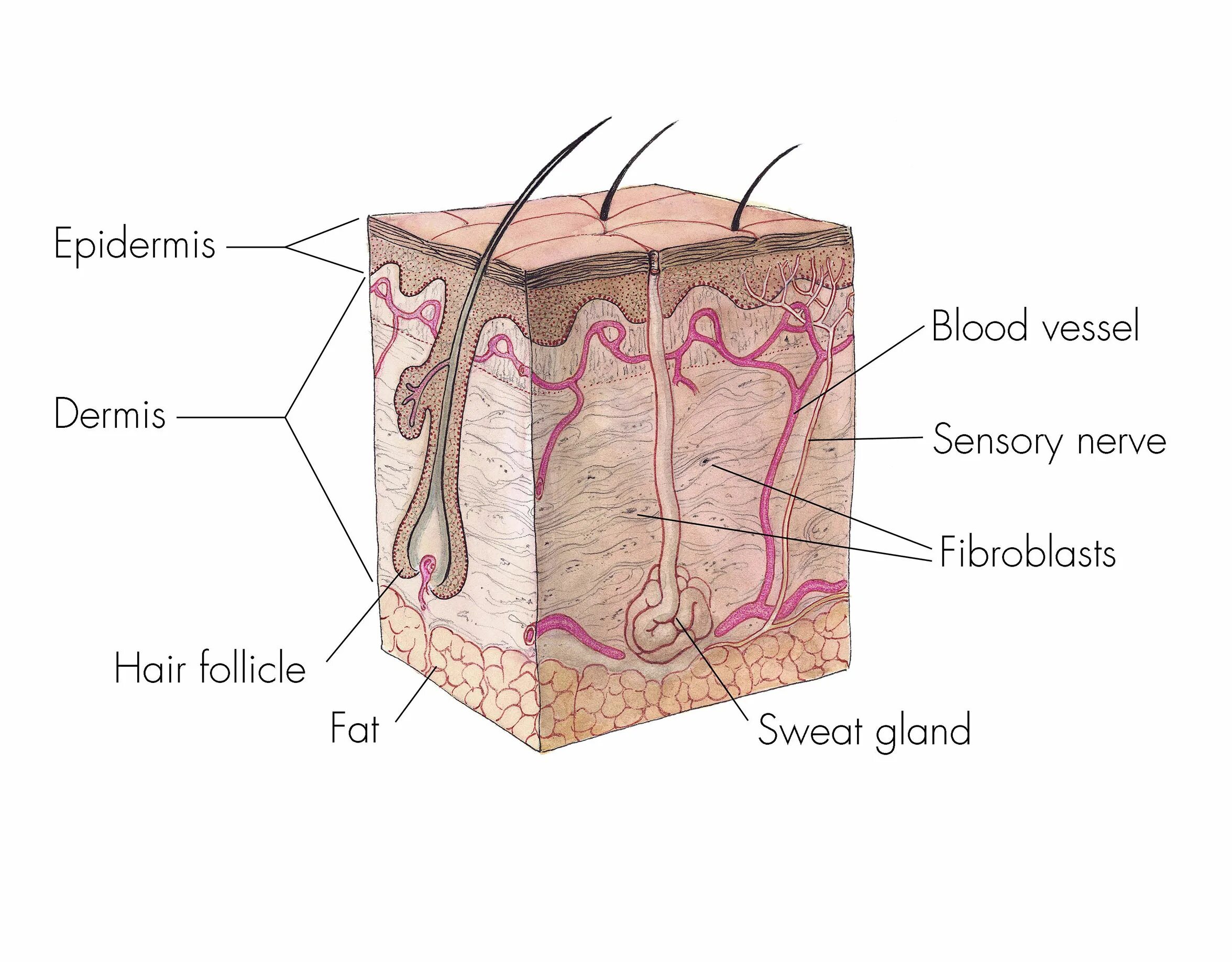 Строение кожи. Кожа человека. Кожа в разрезе. Строение волоса человека. Рост волоса происходит за счет