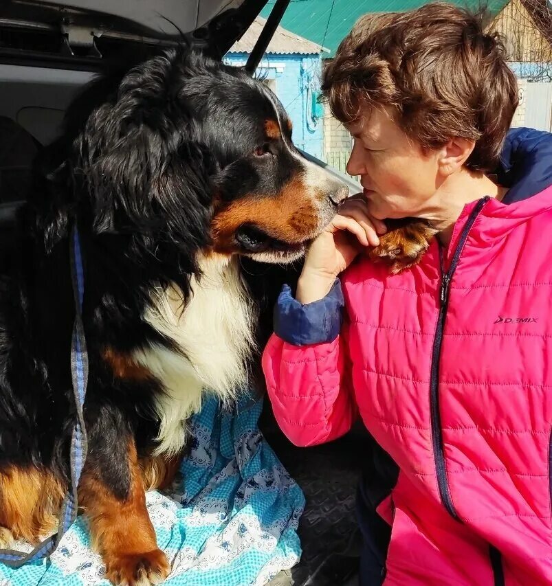 приют для животных в белгородской области яковлевский район. приют новая нелидовка белгород. приют для животных в белгородской области яковлевский район. ставрополь собачий приют фото животных. приют закрывается картинка.