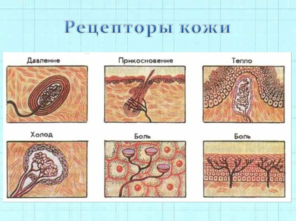 Рецепторы кожи человека рисунок. Рис 85 рецепторы кожи, реагирующие на. Рецепторный аппарат кожи анатомия. Рецепторы давления кожи. Какова функция холодовых рецепторов кожи