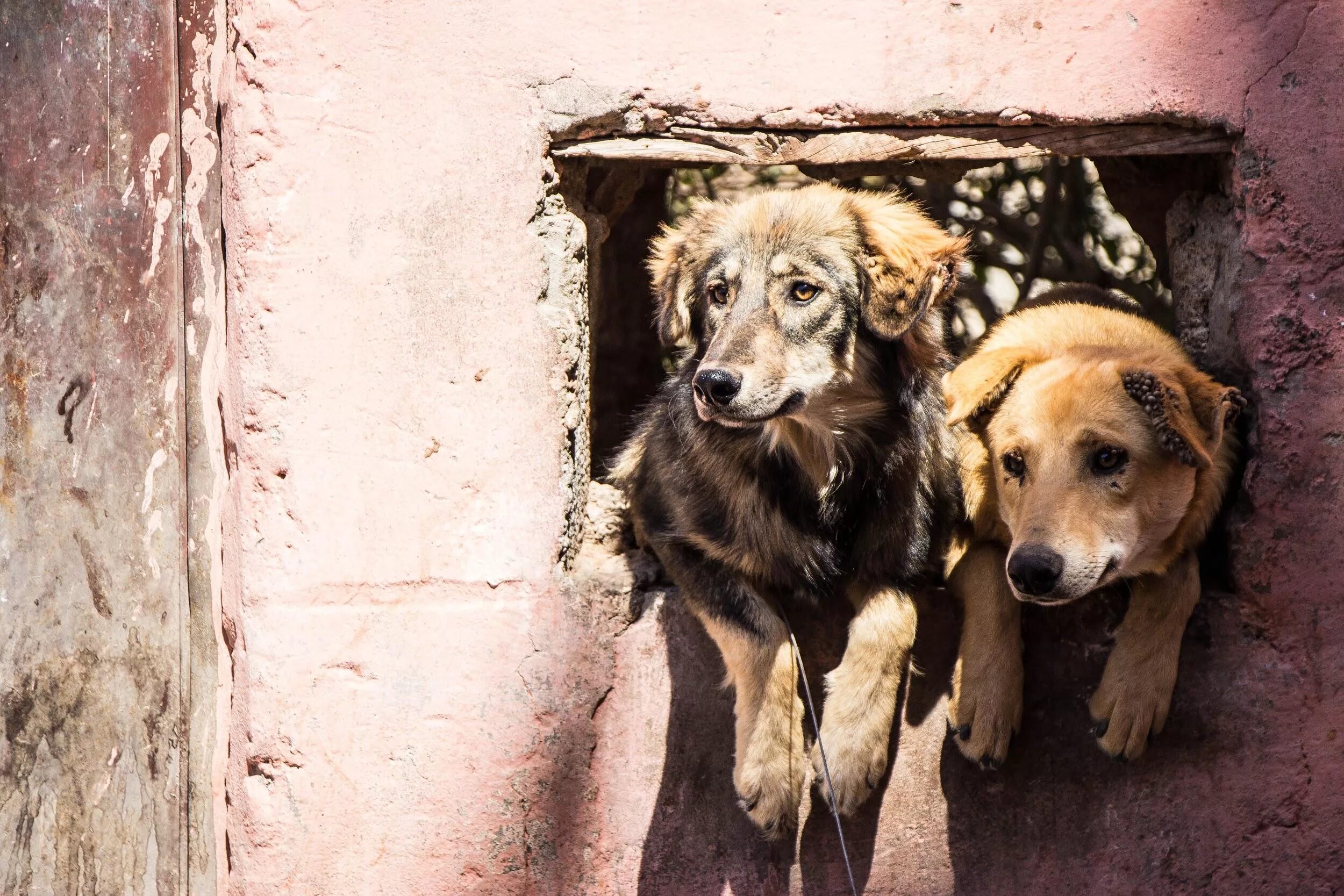 Dog village. Никого нет даже собаки.