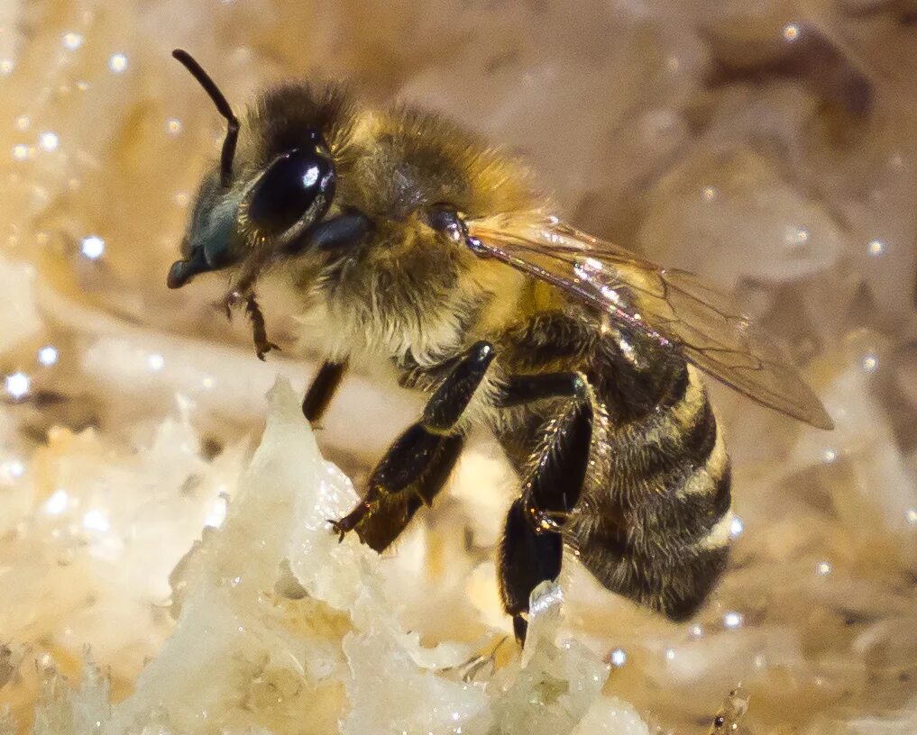 Карника порода пчел. Среднерусская пчела. Пчела Карпатка. Пчелы Карника и Карпатка. Какая порода пчел