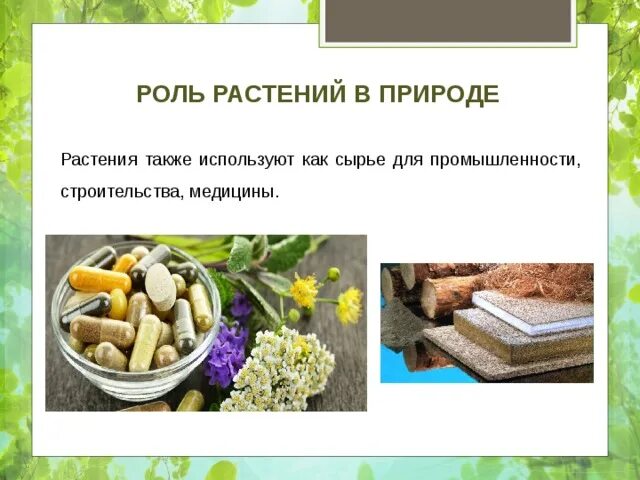 В природном сообществе роль растений состоит. Роль растений в природе. роль растений в медицине. растения как сырье для промышленности.