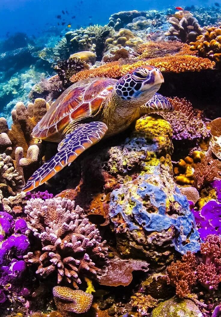 Коралловые рифы красота. Туббатаха риф черепаха. Галапагосские острова подводный мир. Рифы в океане. Черепахи красного моря.