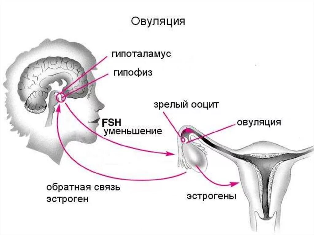 Овуляции муж. Цикличность поведения. Ооцит. Ритм в гипоталамусе месячные.