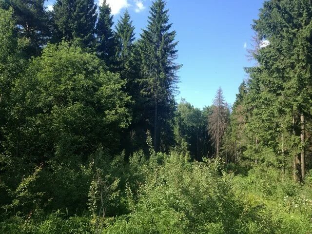 Смешанный лес просека. Лес в солнечногорске. Лес в солнечногорске. Брянский лес. Лес в солнечногорске.