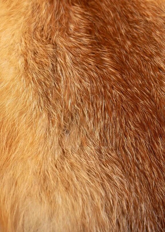 Лоскут меха лисы. Мех лисы. Лисица огневка вятская. Лисий мех. Шерсть лисы.