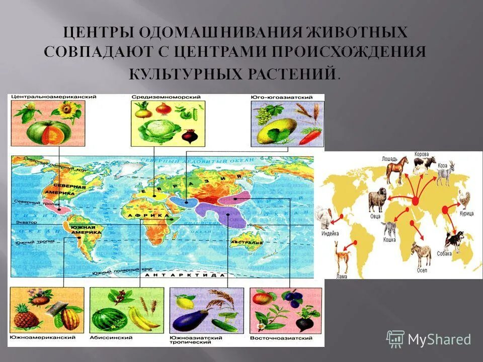 Вавилов центры происхождения культурных растений таблица. Происхождение культурных растений. И вавилову таблица. Центры происхождения растений и животных. Вавилову).