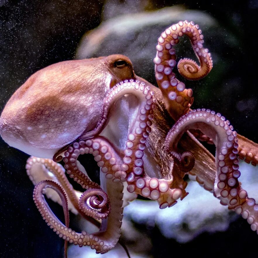 Осьминог Octopus vulgaris. Осьминог Джильберта. Длиннощупальцевый Спрут. Sakkizoyoq. Что такое осьминог