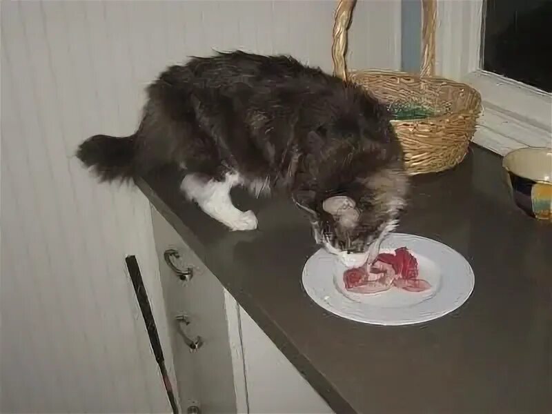 Можно ли давать кошке сырую свинину. Почему котам нельзя свинину. почему кошка не ест свинину. можно ли давать свинину кошкам.