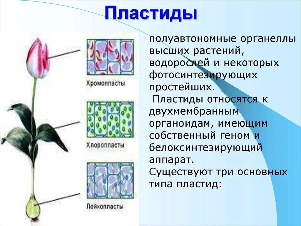 Хлоропласт полуавтономный. Пластиды тюльпан. Пластиды полуавтономные. Пластиды высших растений. Пластиды растений строение.