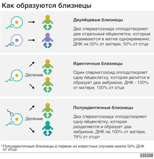 Как получаются близнецы и двойняшки. Как получаются близнецы и двойняшки