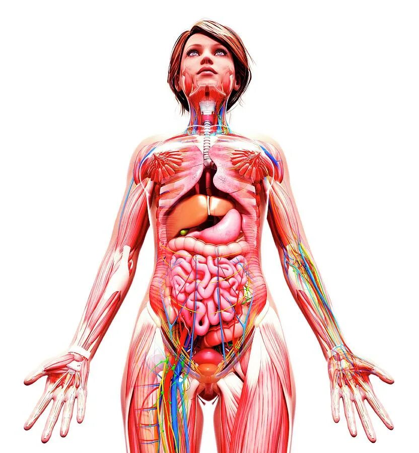 Двух организм девушки. Анатомия женщины. Тело женщины анатомия. Организм женщины. Анатомия женщины внутренние органы.