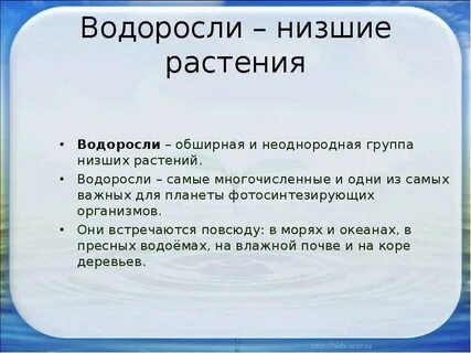 Водоросли относятся к