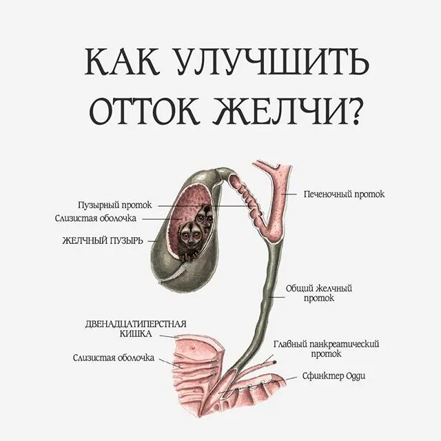 Желчь попадает в кишечник. Желчный пузырь горечь во рту. Отток желчи.