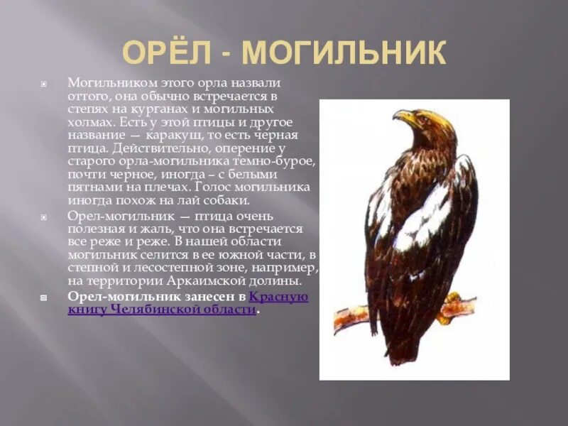 Степной орел сообщение по окружающему миру. Могильник птица красная книга. орел могильник красная книга. проект про орла. орел могильник описание.