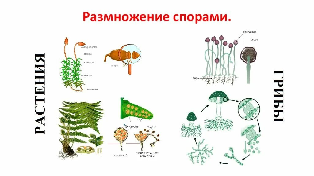 Размножение спорами. Размножение спорами у растений. Размножение спорами примеры. Размножение организмов спорами. Что такое размножение спорами