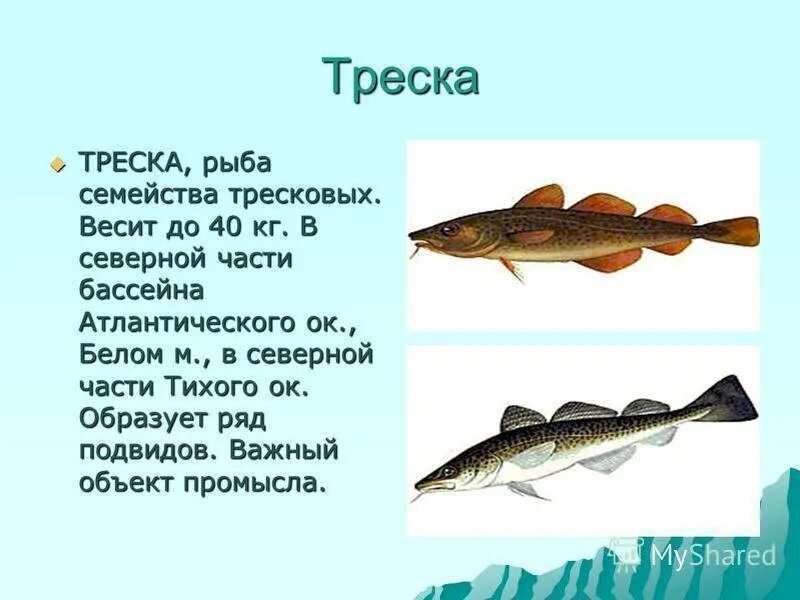 К какой группе относится треска. Семейство тресковых рыба треска. морская рыба тресковых пород перечень. рыба тресковых пород названия. названия рыб из семейства тресковых.