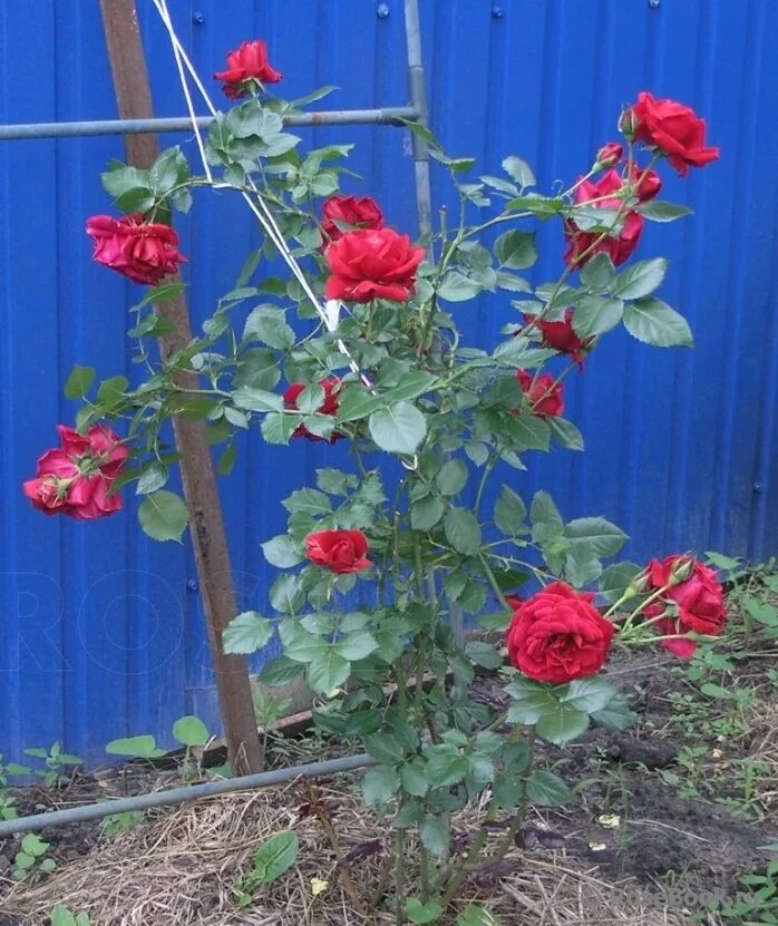 симпатия отзывы. симпатия отзывы. симпатия отзывы. симпатия отзывы. симпатия отзывы.