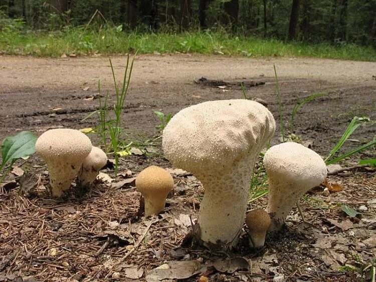 ГОЛОВАЧ продолговатый (Calvatia excipuliformis). Гриб ГОЛОВАЧ продолговатый съедобный. ГОЛОВАЧ продолговатый гриб фото. Белый губчатый гриб. Грибочки 1