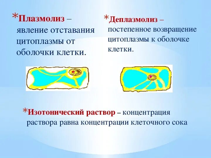 Явление плазмолиз. Наблюдение явления плазмолиза и деплазмолиза в растительной клетке. Деплазмолиз растительной клетки.