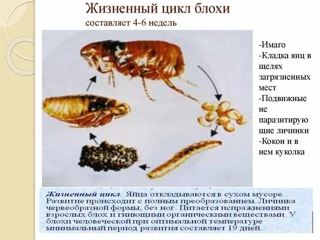 Какой тип метаморфоза характерен для человеческой блохи. Отряд блохи цикл развития. Жизненный цикл блохи. Схема жизненного цикла блох. Цикл развития блохи человеческой.